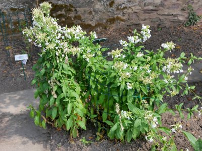 Gewoehnliches Seifenkraut roscheiderhof H1a