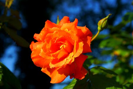 Orange tender flower