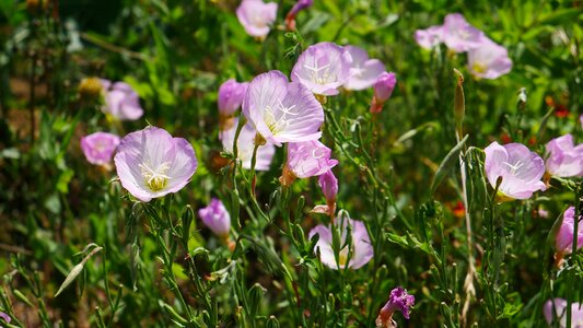 Summer landscape beautiful landscapes field of flowers photo