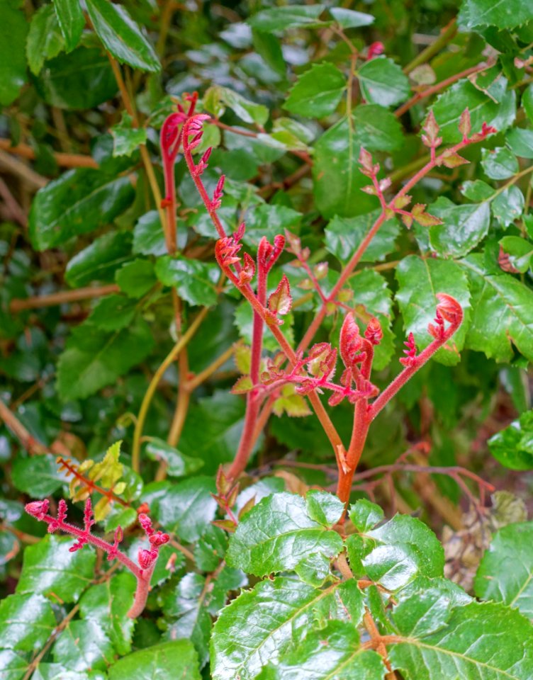 Gevuina avellana - Trebah Garden - Cornwall, England - DSC01595