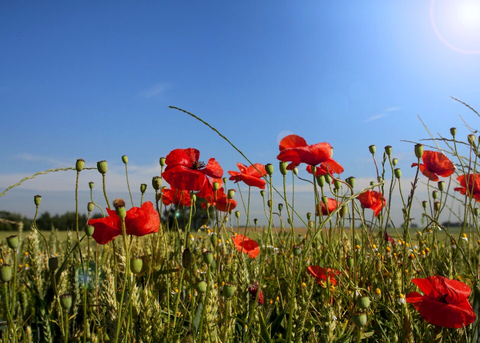 Papaver klatschmohn red