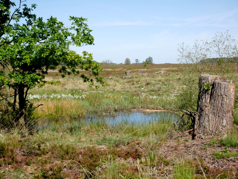 Gewässer zwischen Behringen und Oberhaverbeck