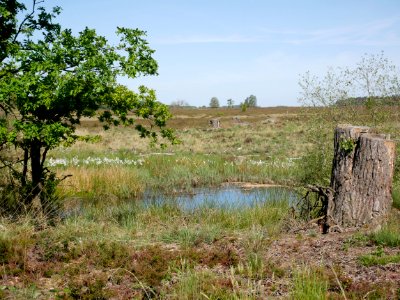 Gewässer zwischen Behringen und Oberhaverbeck