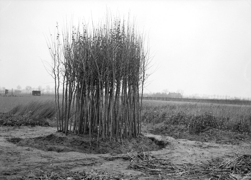 Gewassen, beplantingen, jonge bomen, Bestanddeelnr 251-8078