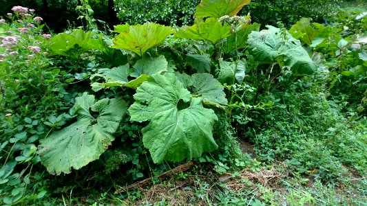 Gewöhnlicher Pestwurz (Petasitis hybridus)