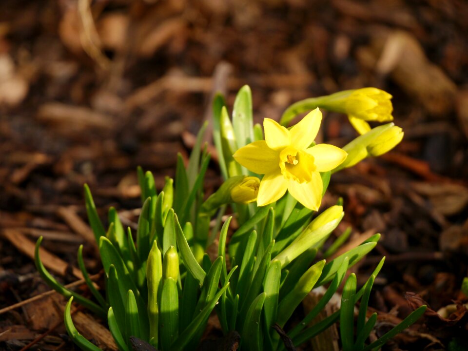 Yellow frühlingsanfang spring awakening