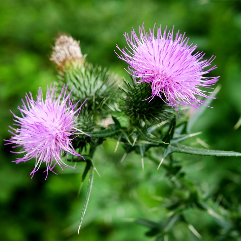 Gewöhnliche Kratzdistel RoscheiderhofH2a