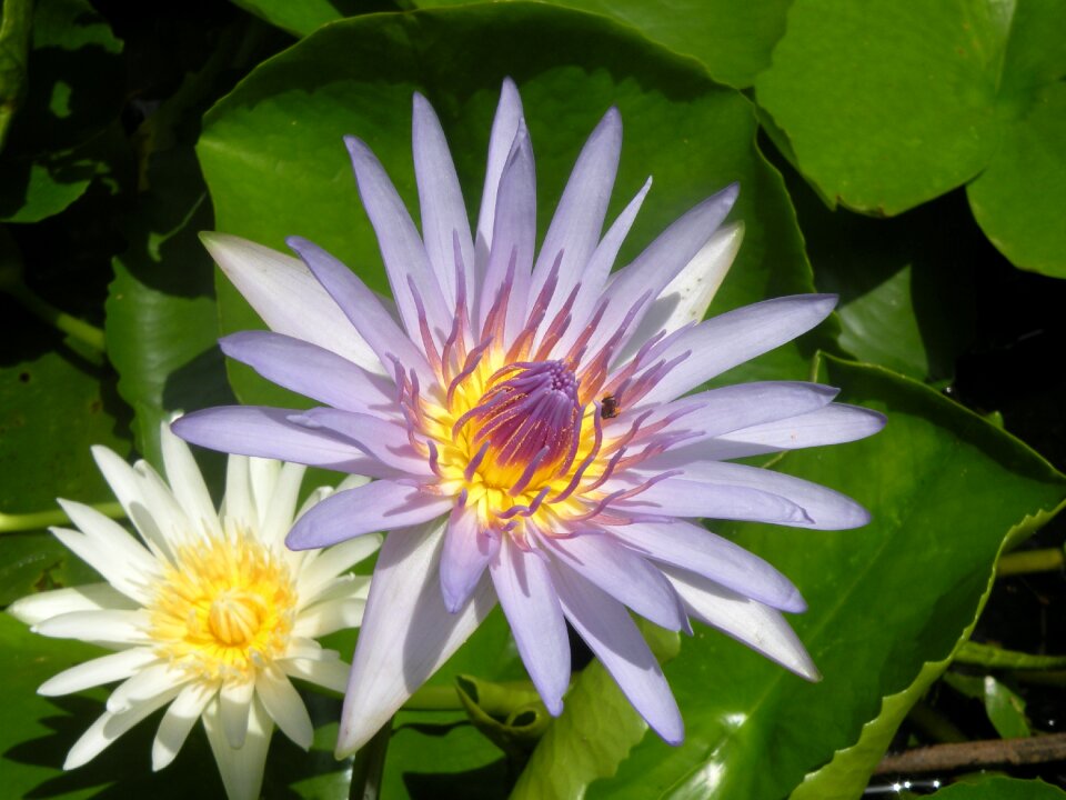Lotus water plant blossom