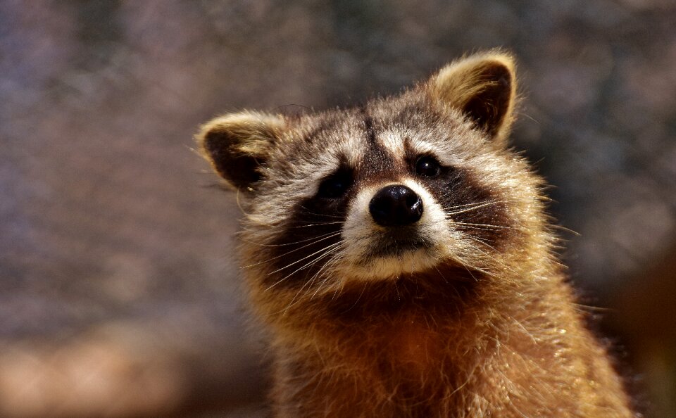 Mammal sweet nature