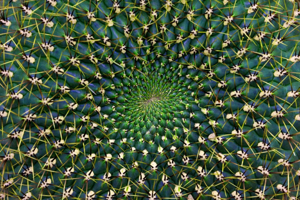 Close up spiral structure