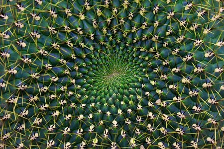 Close up spiral structure photo