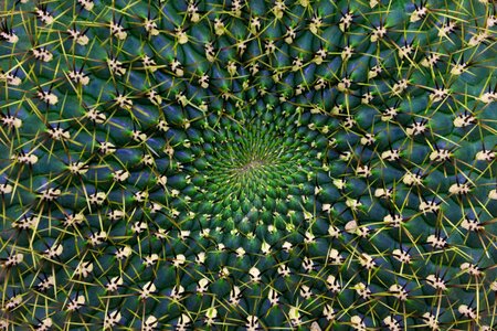 Close up spiral structure