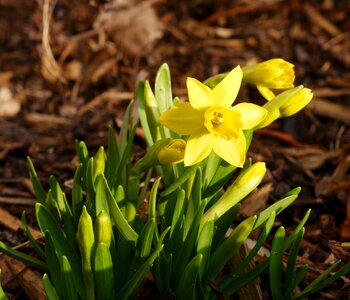 Yellow frühlingsanfang spring awakening