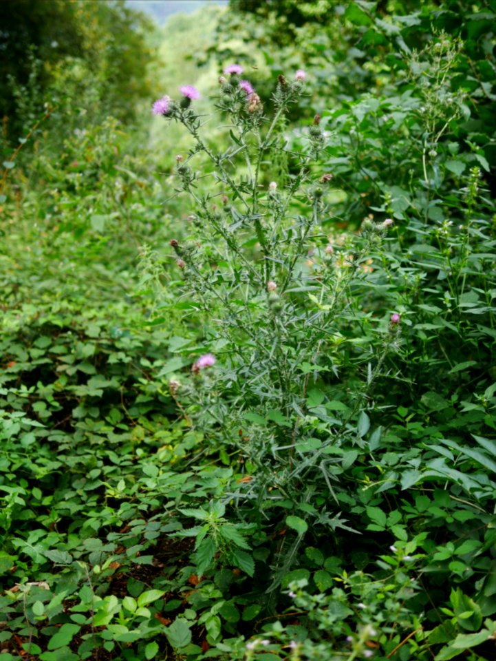 GewöhnlicheKratzdistel RoscheiderhofH1a