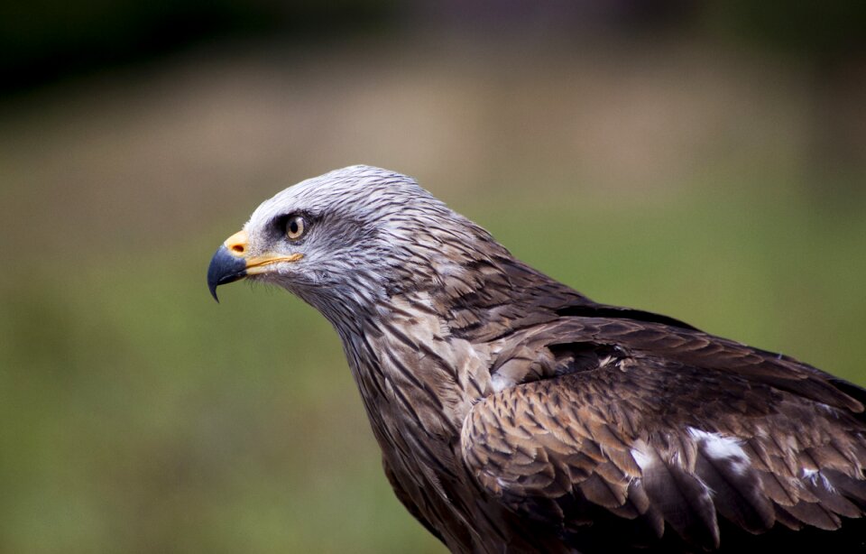 Ave nature plumage