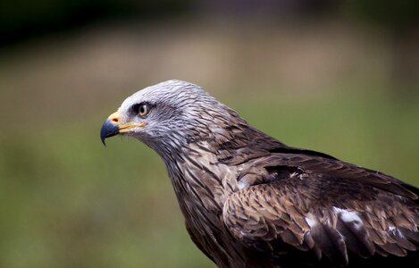 Ave nature plumage photo