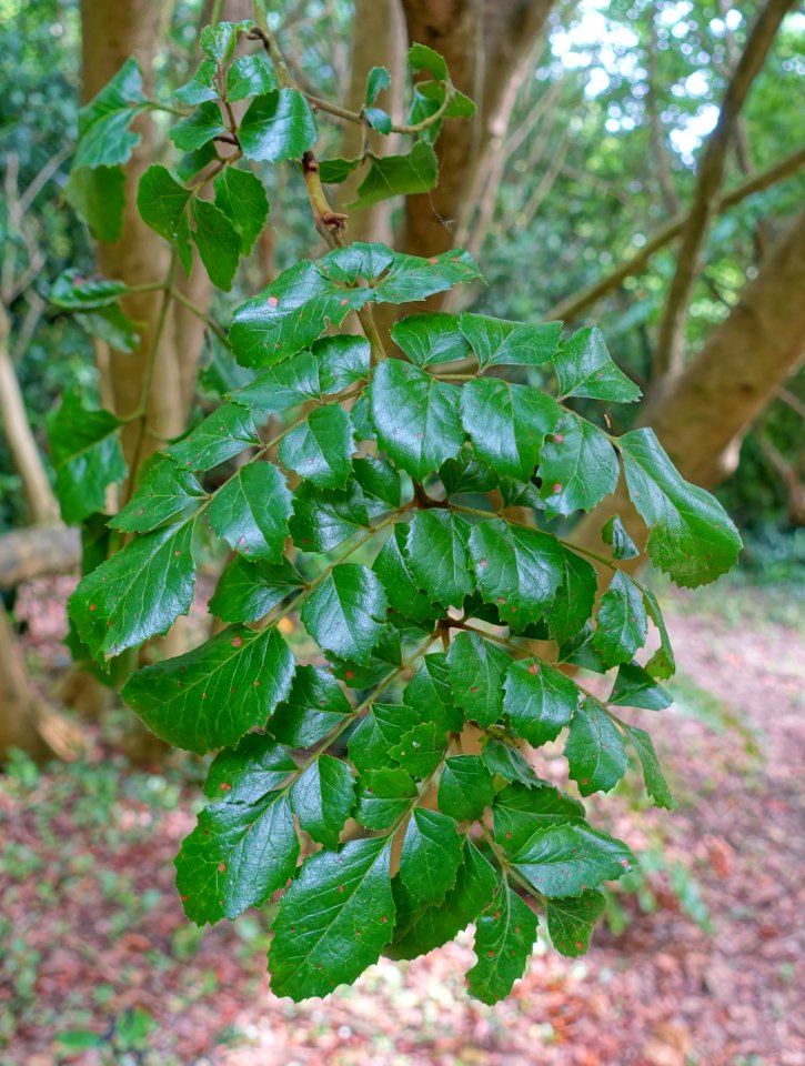 Gevuina avellana - Trewidden Garden - Cornwall, England - DSC02420