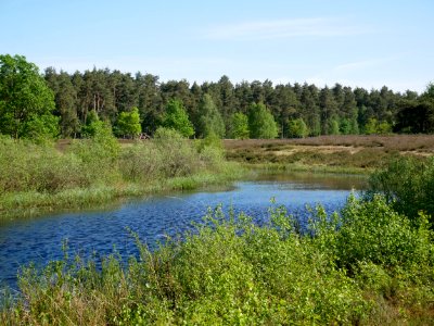 Gewässer an der Behringer Heide I