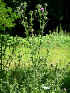 Gewöhnliche Kratzdistel Kohlbruck
