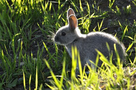 Rabbit cute animals little