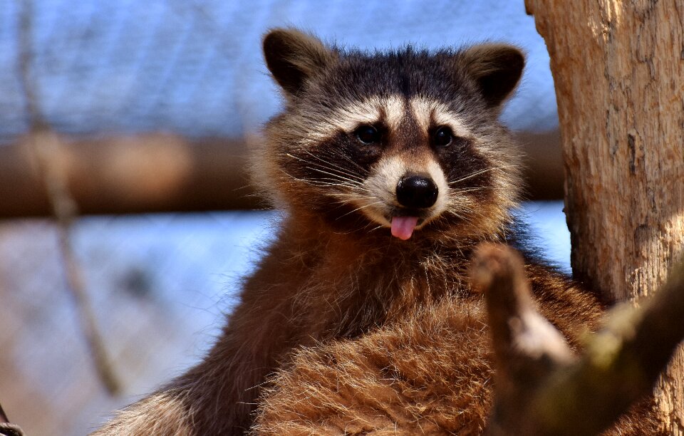 Mammal sweet nature