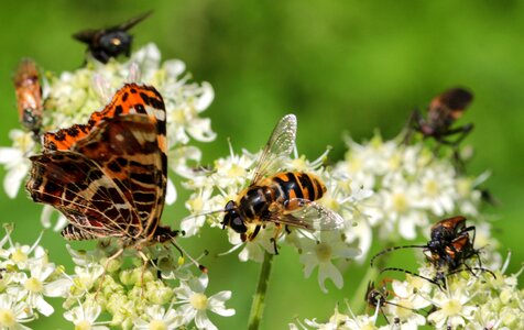 Butterfly european map araschnia levana