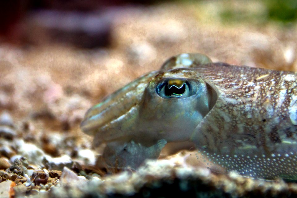 Gewöhnlichen Tintenfisch im Detail