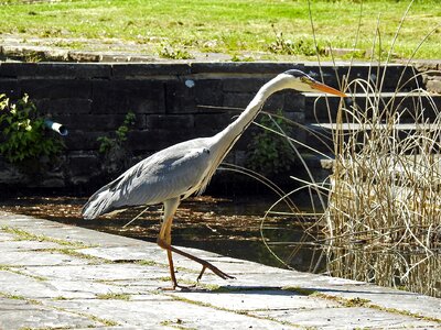 Eastern intervention bird