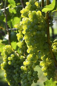 Grapes vineyards vines