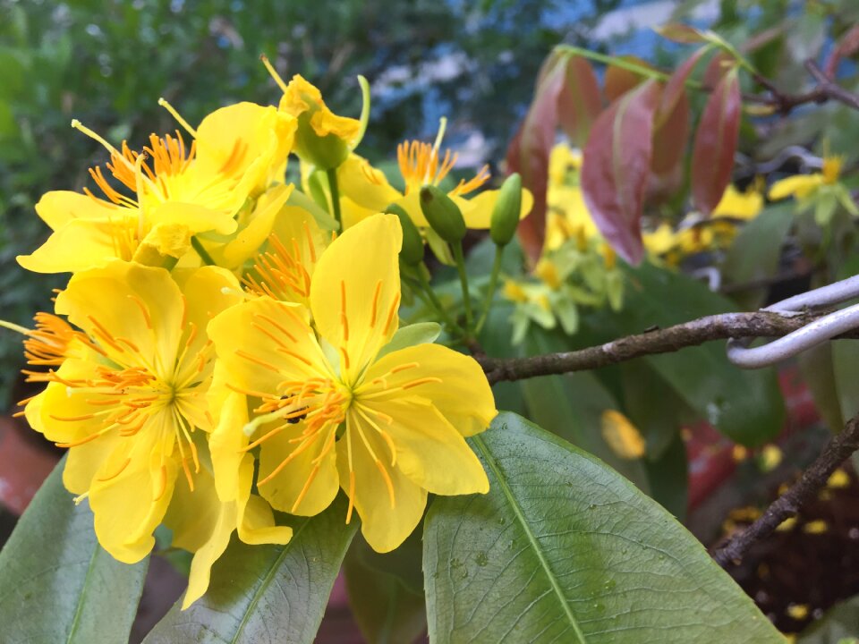 Tomorrow gold blooming