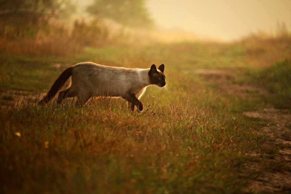 Siamese cat siam siamese