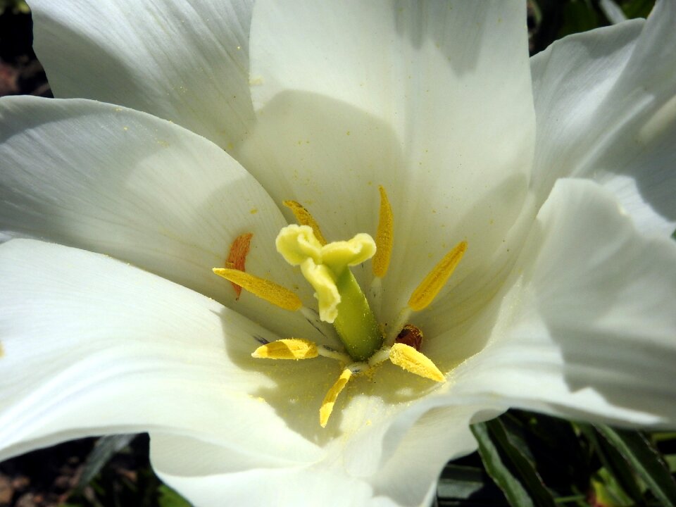 Spring spring flowers flower