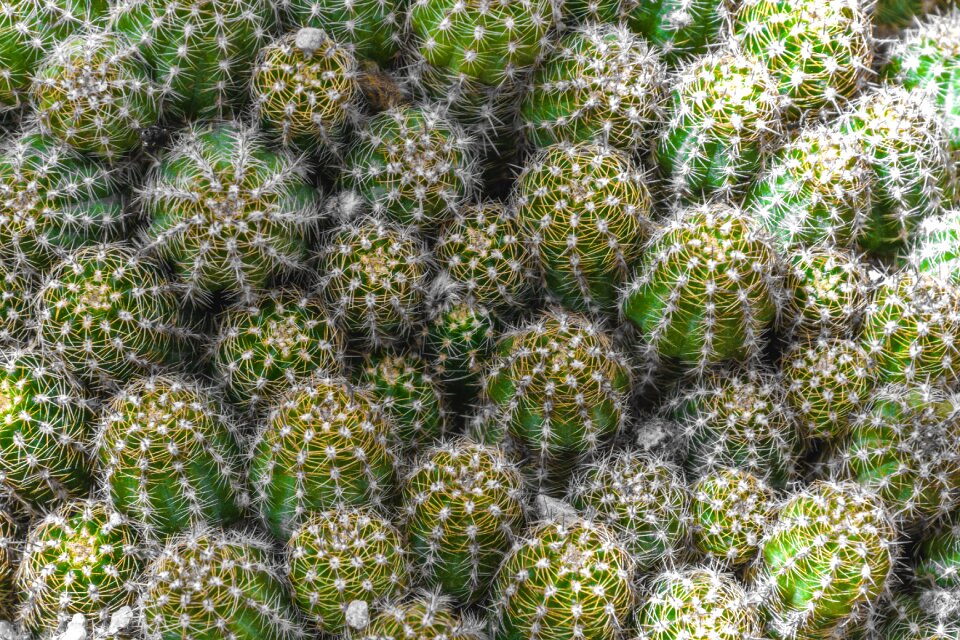 Green prickly nature photo