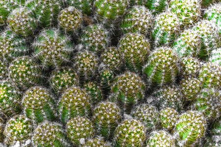 Green prickly nature