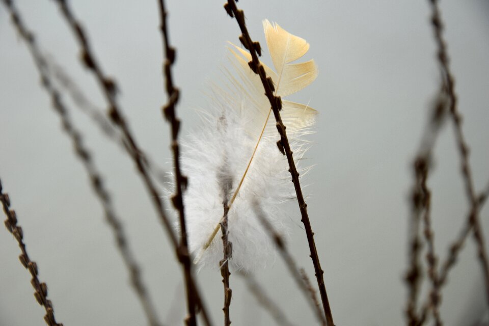 Feather close-up gray