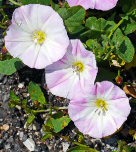 Circular white-violet gravel