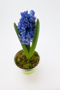 Asparagus plant flower spring photo