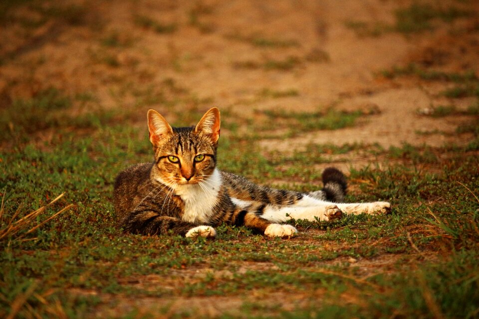 Tiger cat mackerel domestic cat