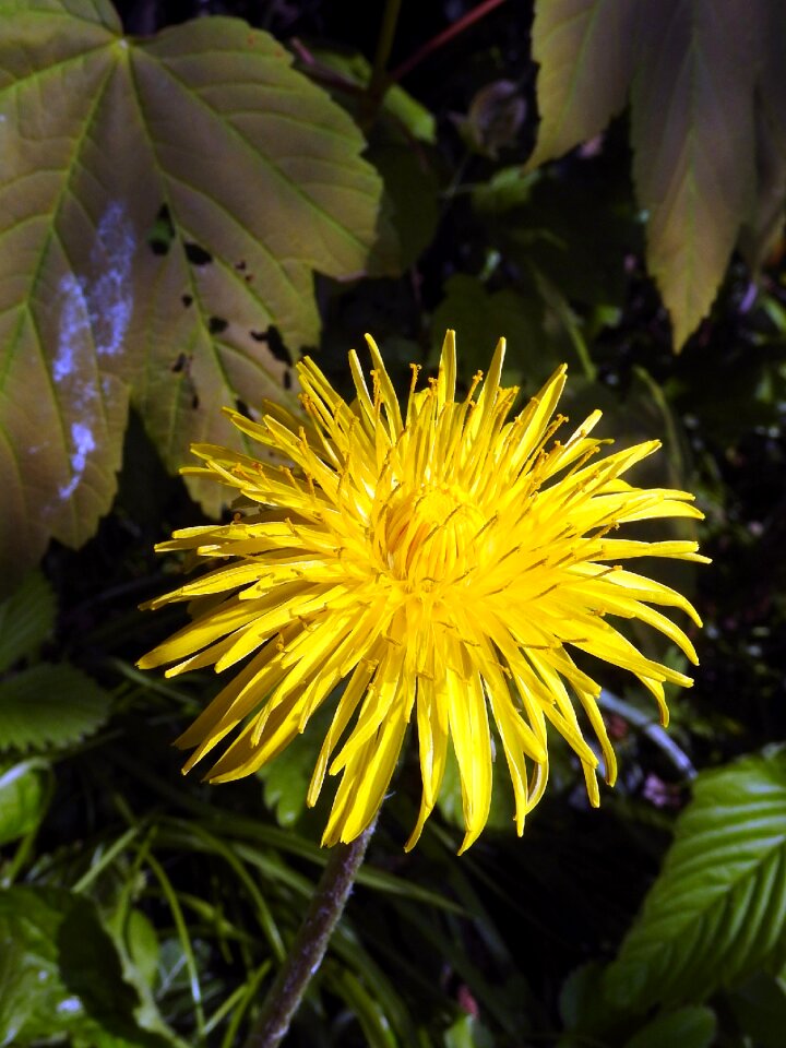 Yellow flower spring close up