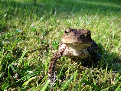 Frog toad green photo