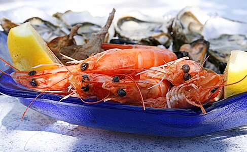 Seafood oysters crustaceans