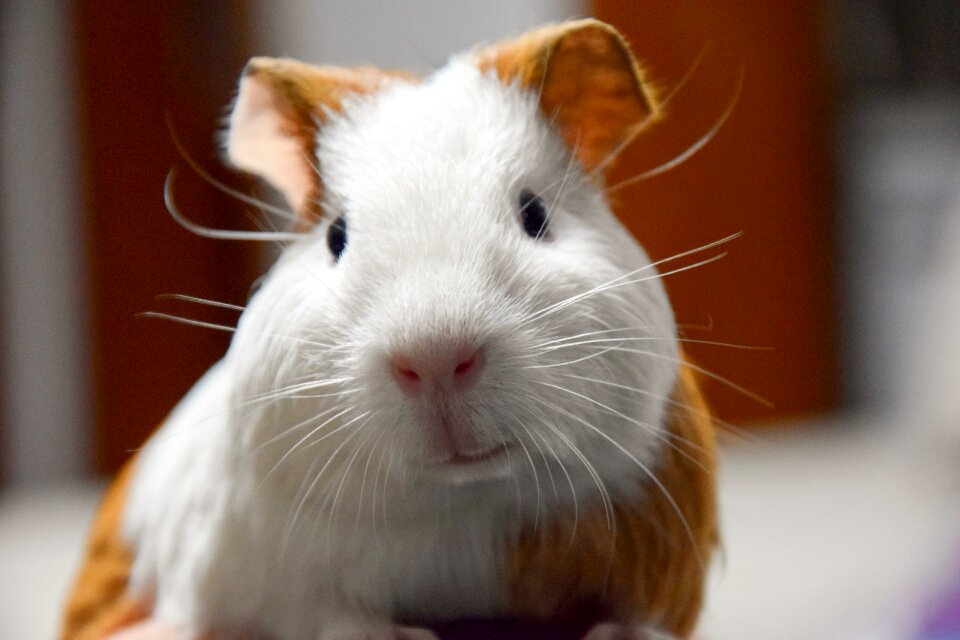 Netherlands pig close-up macro