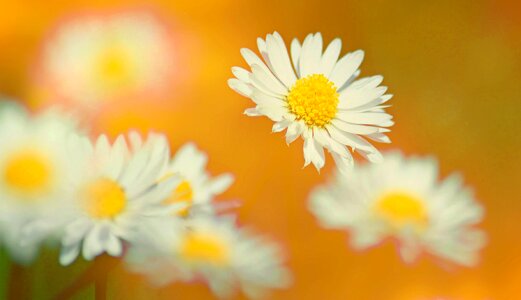 Geese flower spring blossom photo