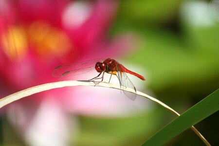 Nature insect dragonfly