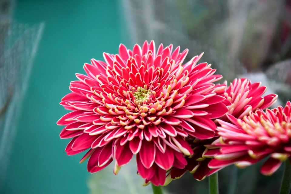 Flower chrysanthemum close-up