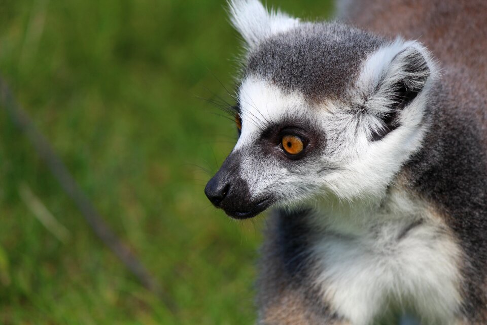 Madagascar species of primate lemur catta