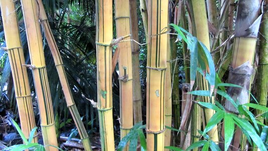Bamboo wood tropics tropical