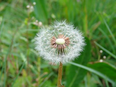 Nature natural floral photo