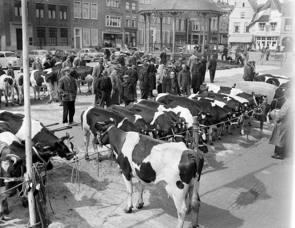 Goes overdracht vee voor rampgebied uit Friesland links C. Putter Stichting Land, Bestanddeelnr 905-6940