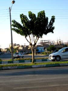 Gol ha blv - Nishapur 5